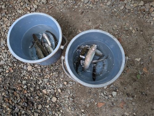 ニジマスの釣果