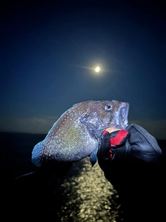 マゾイの釣果