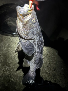 クロソイの釣果