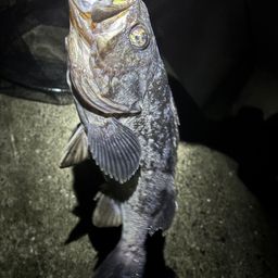 クロソイ