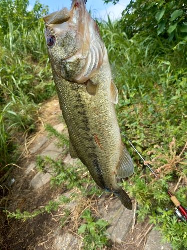釣果