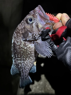 マゾイの釣果