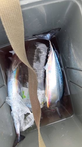 マルソウダの釣果