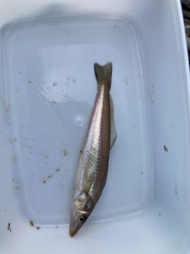 キスの釣果