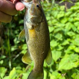 スモールマウスバス