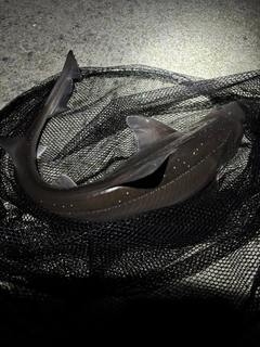 マゾイの釣果