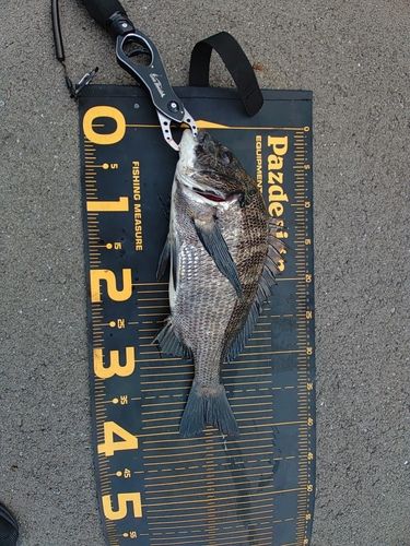 クロダイの釣果