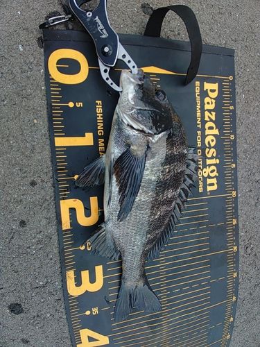 クロダイの釣果