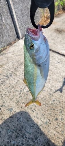 ツバスの釣果