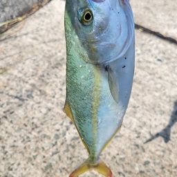 ツバス