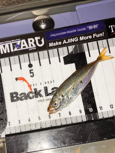 マアジの釣果