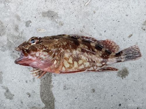 カサゴの釣果
