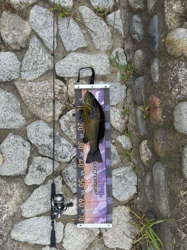 スモールマウスバスの釣果