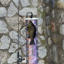 スモールマウスバス