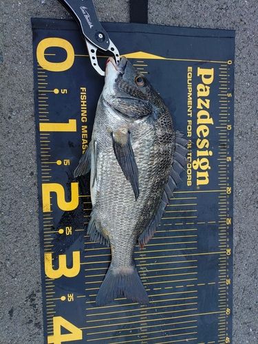 クロダイの釣果