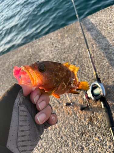 キジハタの釣果