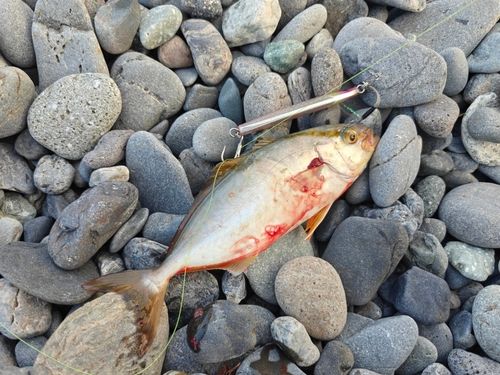 ショゴの釣果