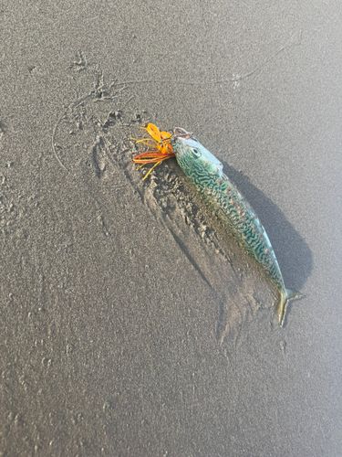 マサバの釣果