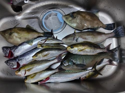 イサキの釣果