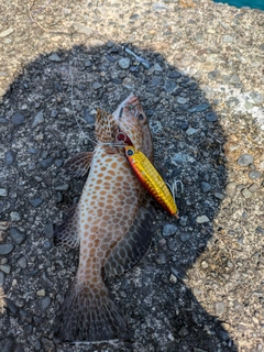 オオモンハタの釣果