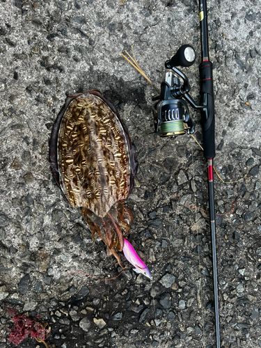 イカの釣果