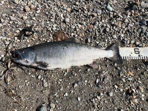 サクラマスの釣果