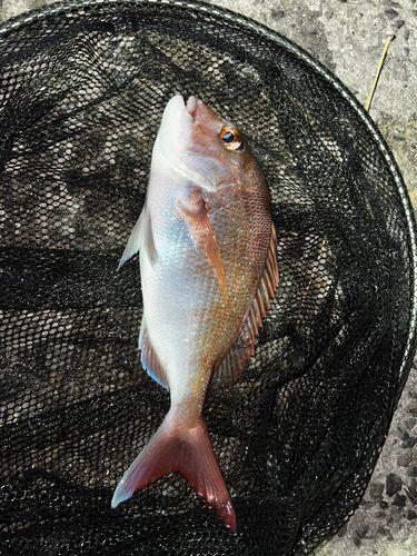 タイの釣果