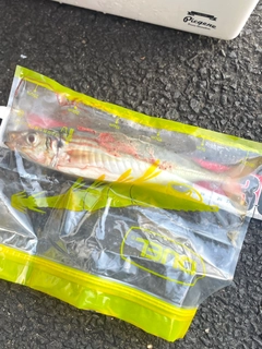マルアジの釣果