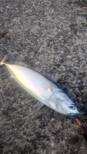 ソウダガツオの釣果