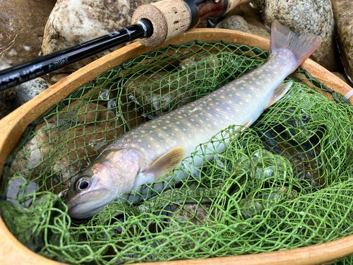 イワナの釣果