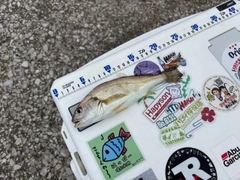 イシモチの釣果