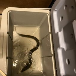ウナギ