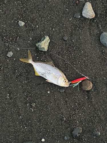 ショゴの釣果