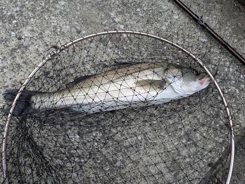 マルスズキの釣果