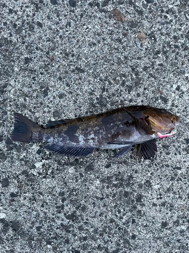 アブラコの釣果