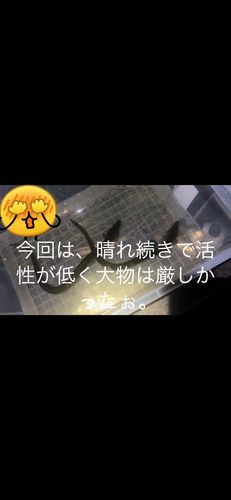 ウナギの釣果