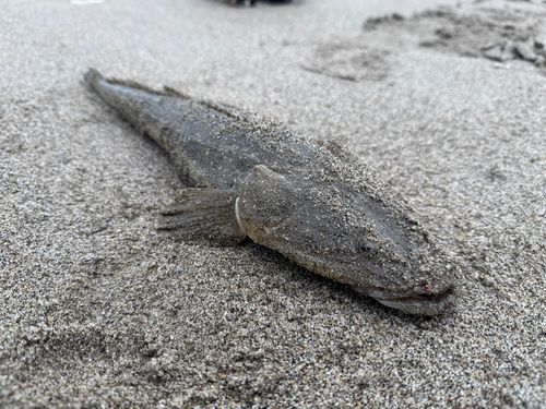 マゴチの釣果