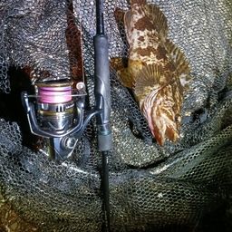 タケノコメバル