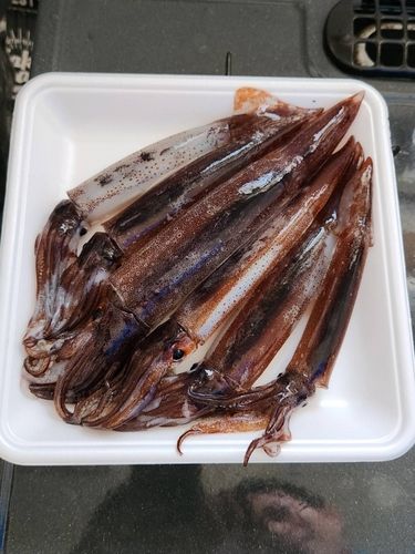 スルメイカの釣果