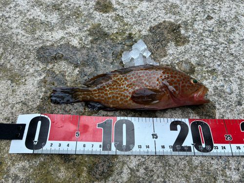 オオモンハタの釣果