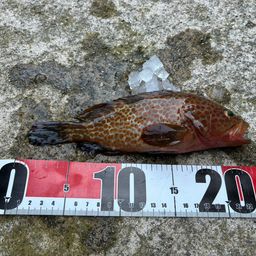 オオモンハタ