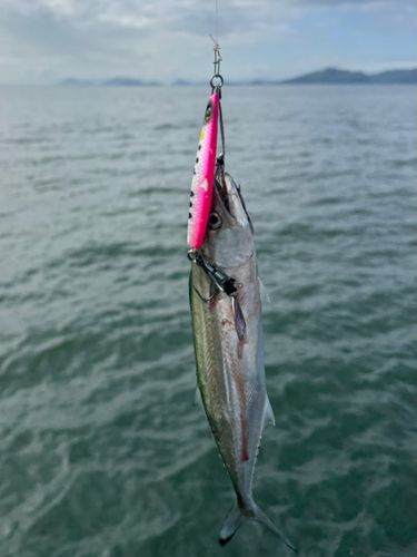 サゴシの釣果