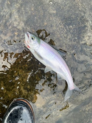 ヒメマスの釣果
