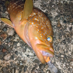 キジハタの釣果