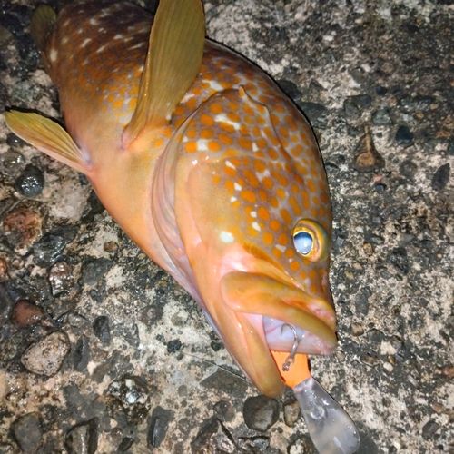 キジハタの釣果