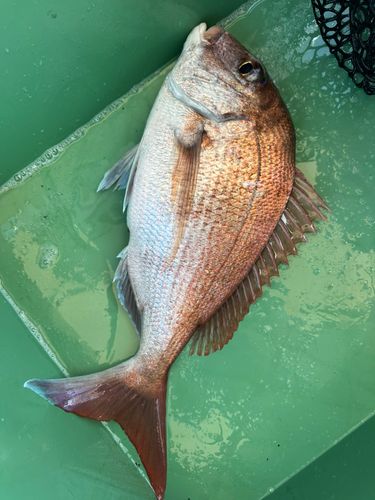 マダイの釣果
