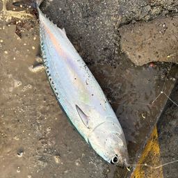 ソウダガツオ