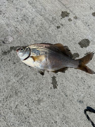 ウミタナゴの釣果