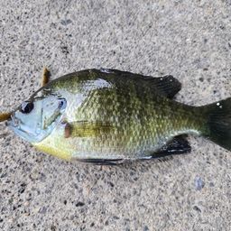 ブルーギル