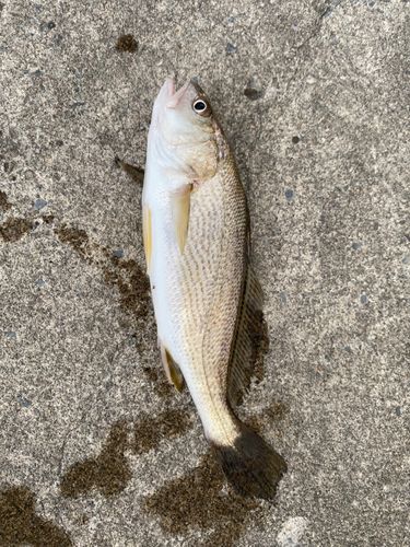 イシモチの釣果
